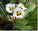 راهنمای نگهداری و پرورش گیاهان آکواریومی - زاگیتاریا مونتویدنسیس